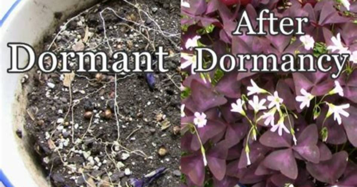 Does Oxalis Go Dormant?