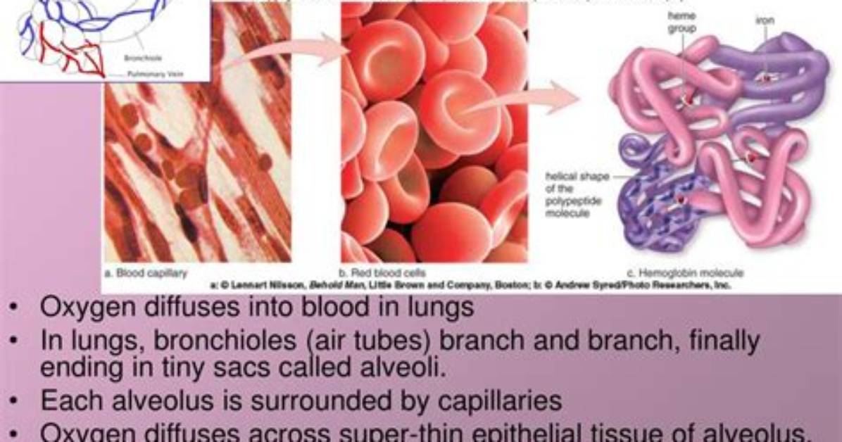 Does Oxygen Diffuses from the Blood into the Alveoli?