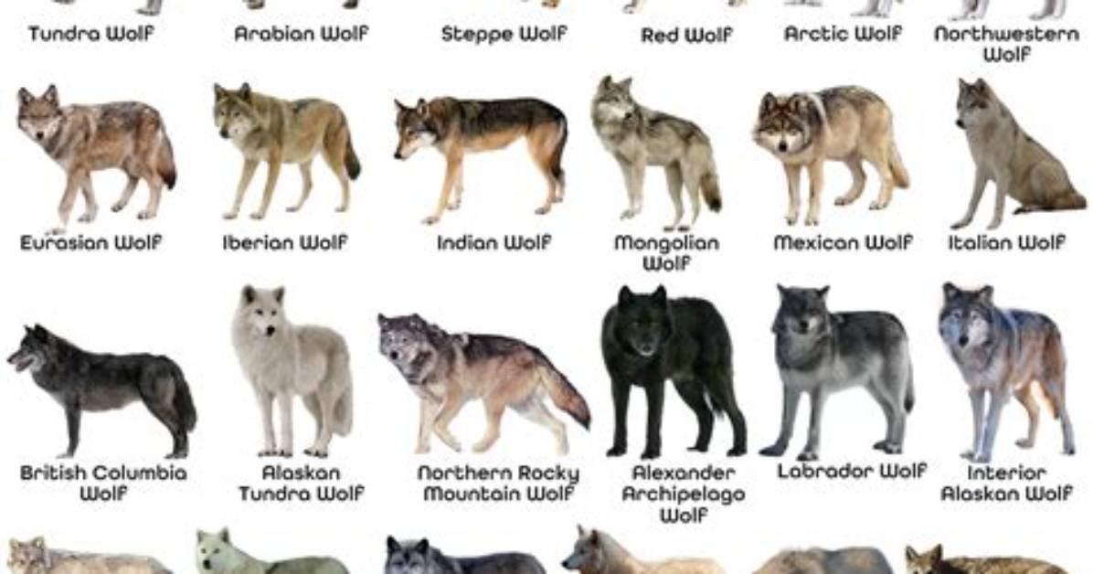 Does Pa Have Wolves
