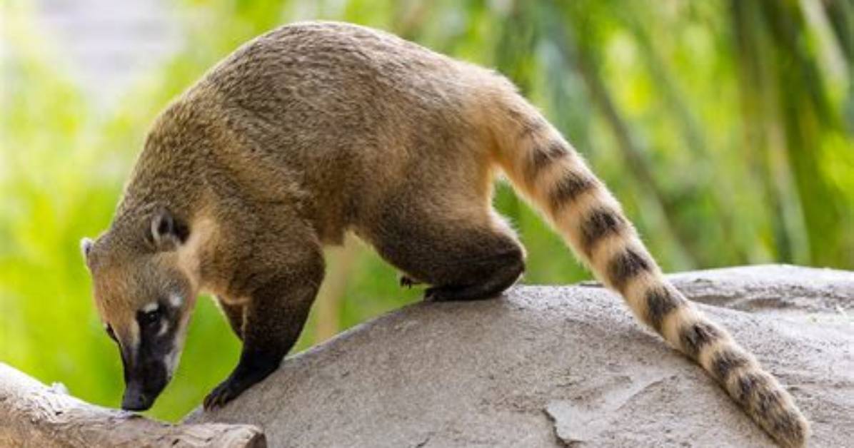 Does Panama Have Coatimundi?