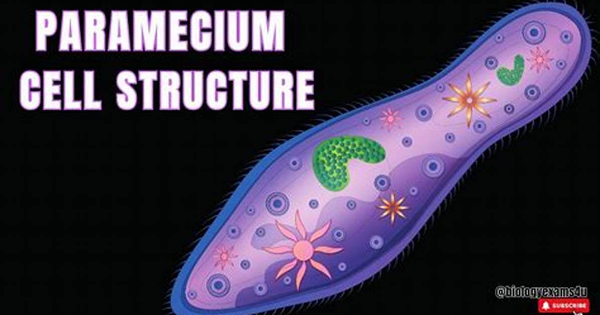 Does Paramecium Have Cell Wall?