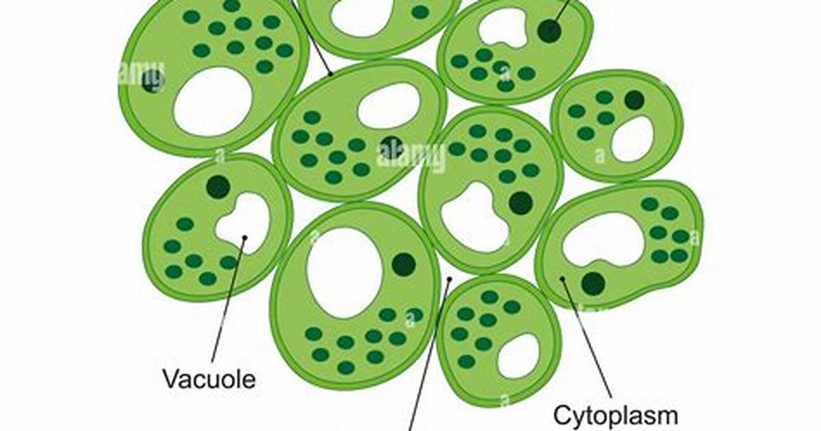 Does Parenchyma Have Nucleus?
