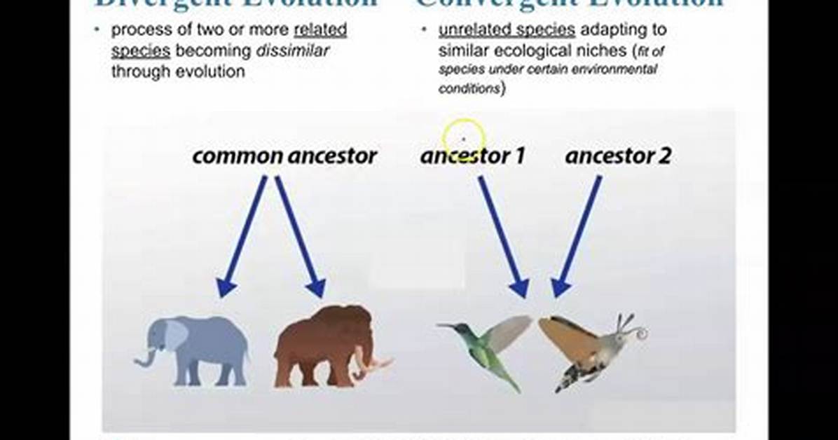 Does Parsimony Exclude Convergent Traits?