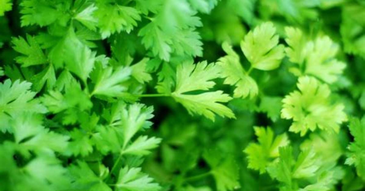 Does Parsley Have Another Name