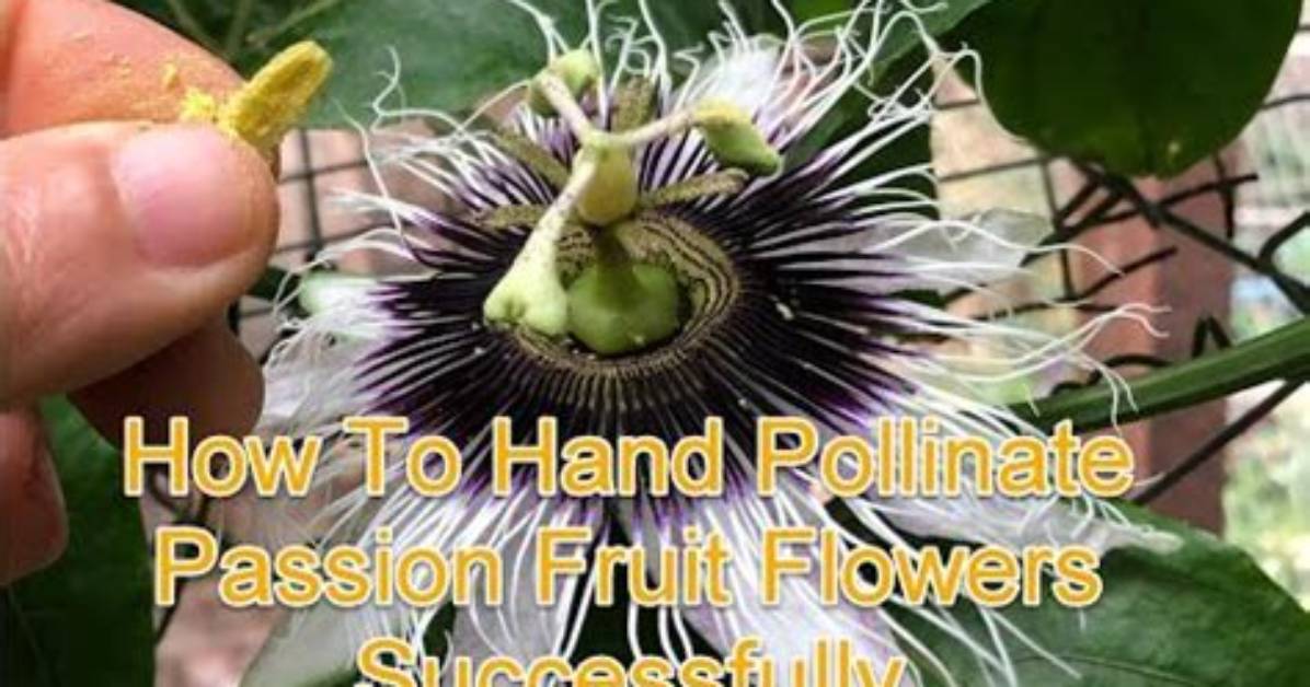 Does Passion Fruit Need Cross Pollination?
