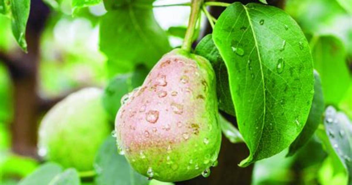 Does Pear Need Pollinator?