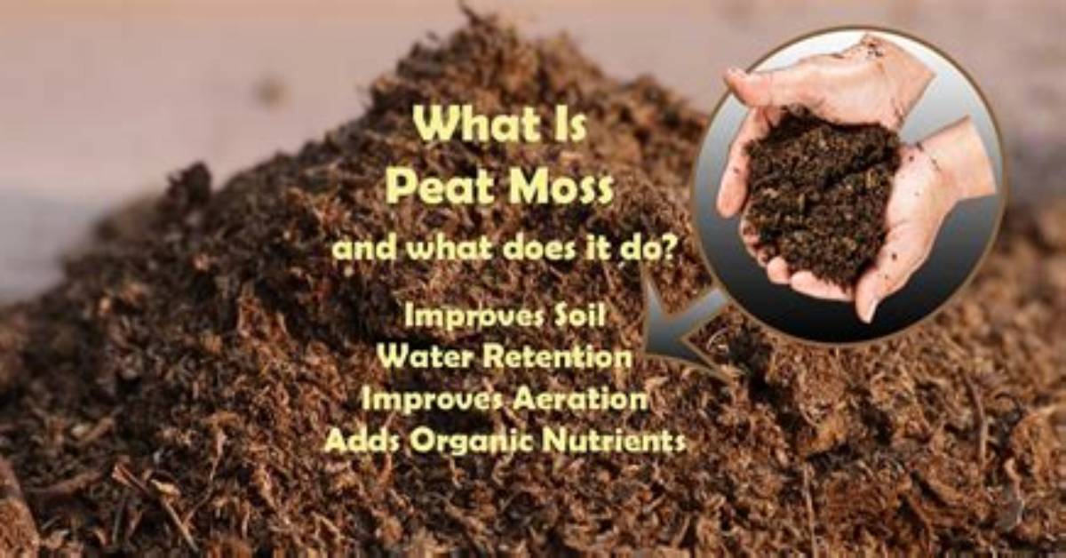 Does Peat Moss Add Acidity to Soil