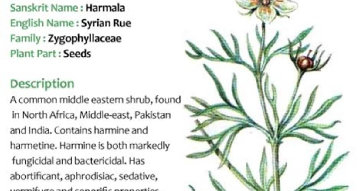 Does Peganum Harmala Contain Dmt?