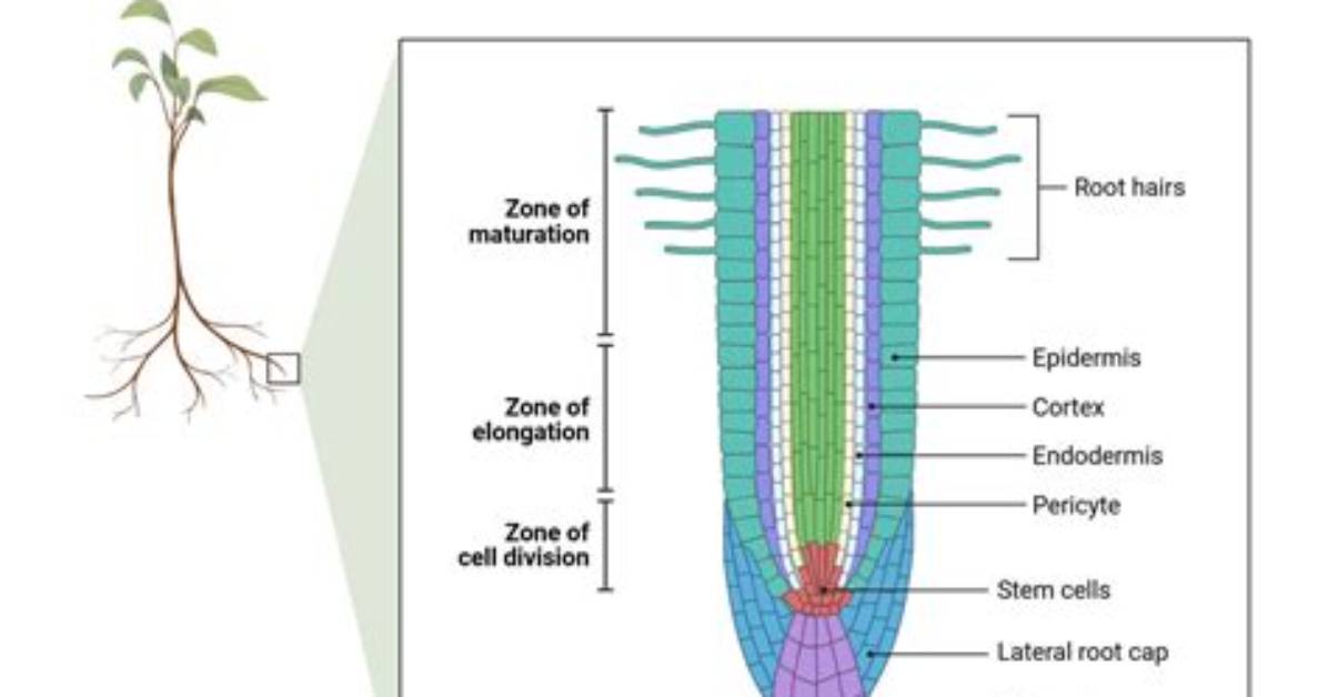 Does Pericycle Form Meristem?