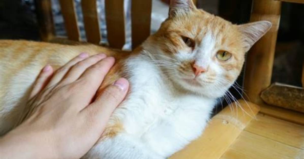 Does Petting a Cat Reduce Stress?