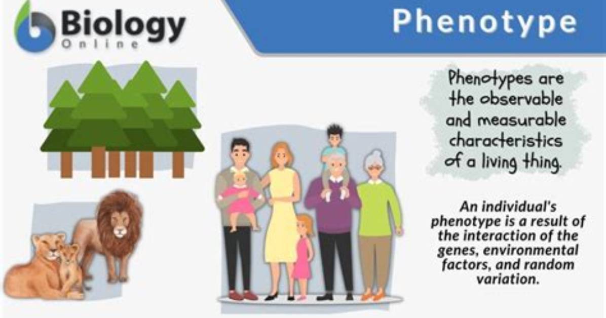 Does Phenotypically Dominant Mean?