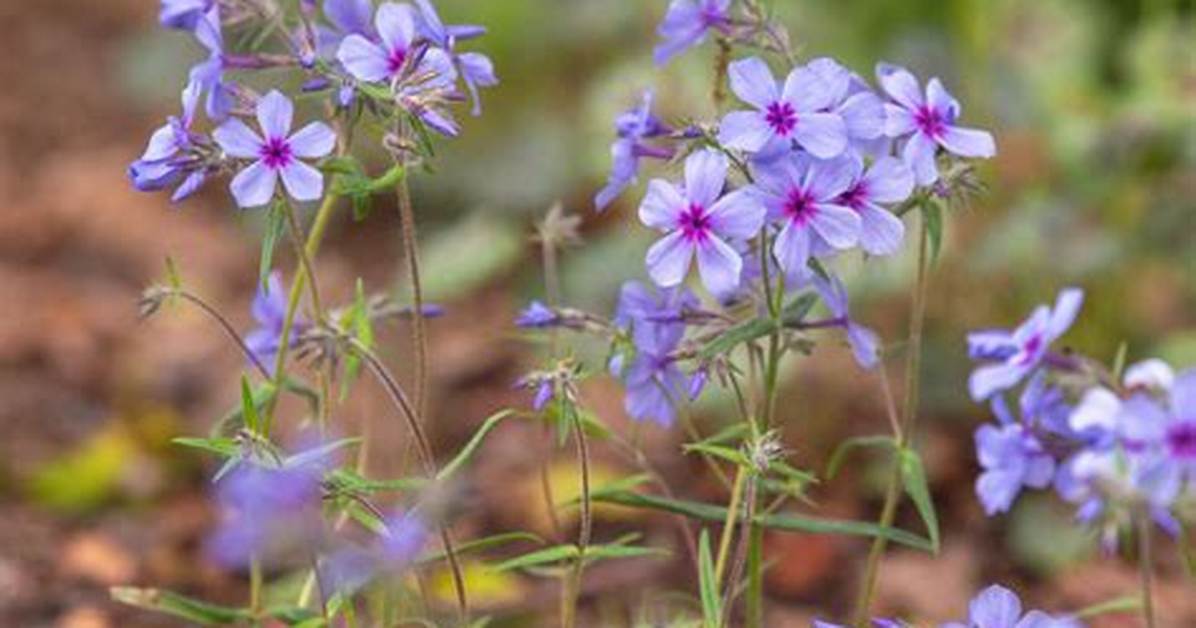 Does Phlox Grow Wild