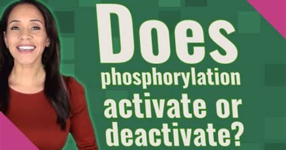 Does Phosphorylation Always Activate Enzymes?