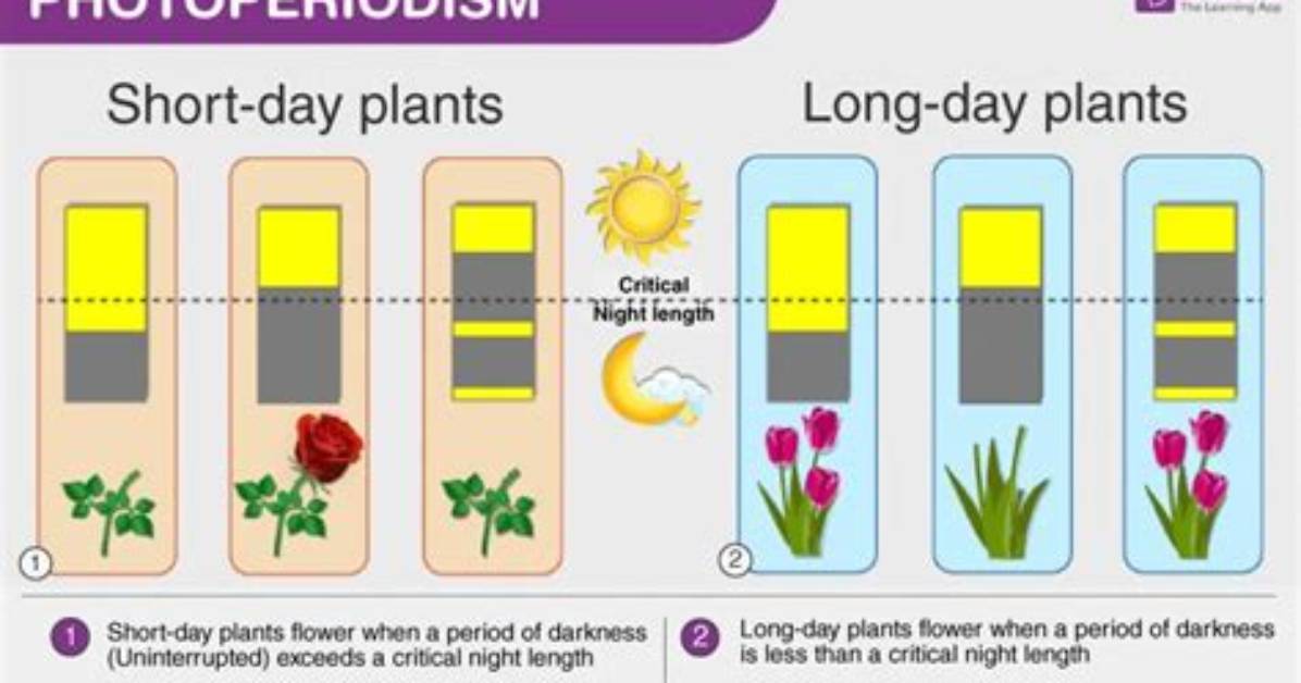 Does Photoperiodism Affect Plants?