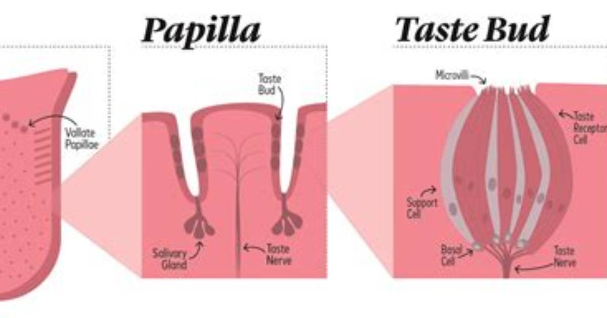 Does Piercing Your Tongue Kill Taste Buds?