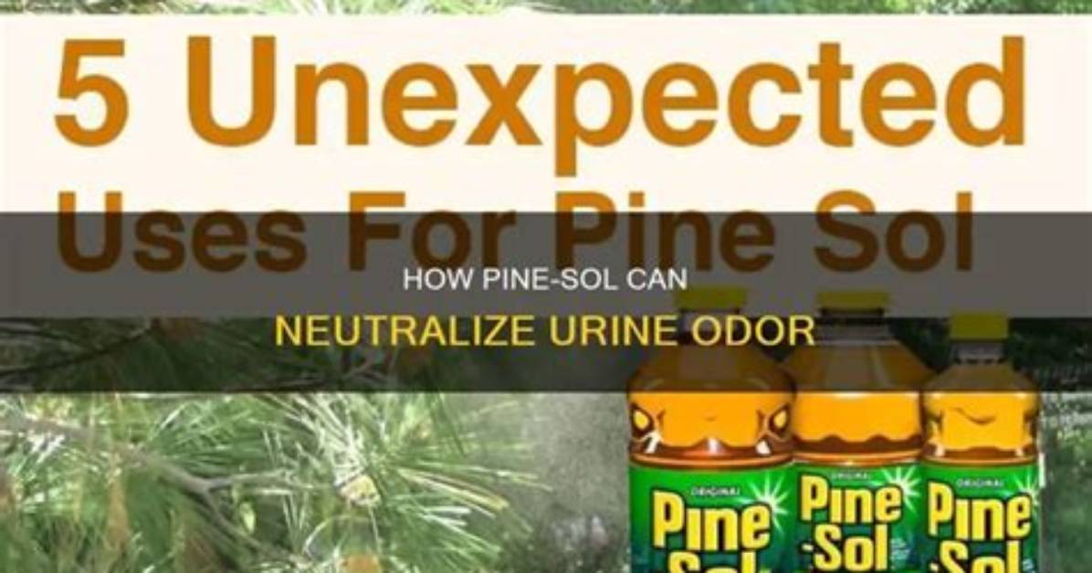Does Pine Sol Kill Urine Smell