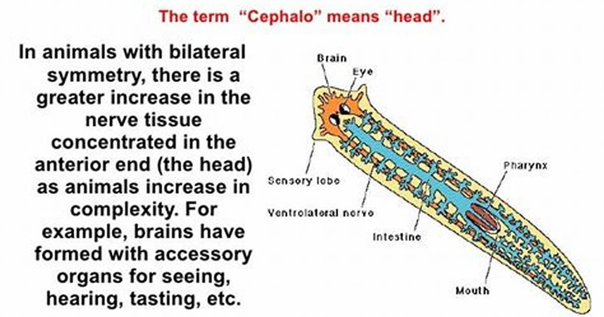 Does Planaria Exhibit Cephalization?