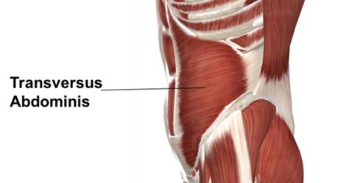 Does Plank Work Transversus Abdominis?