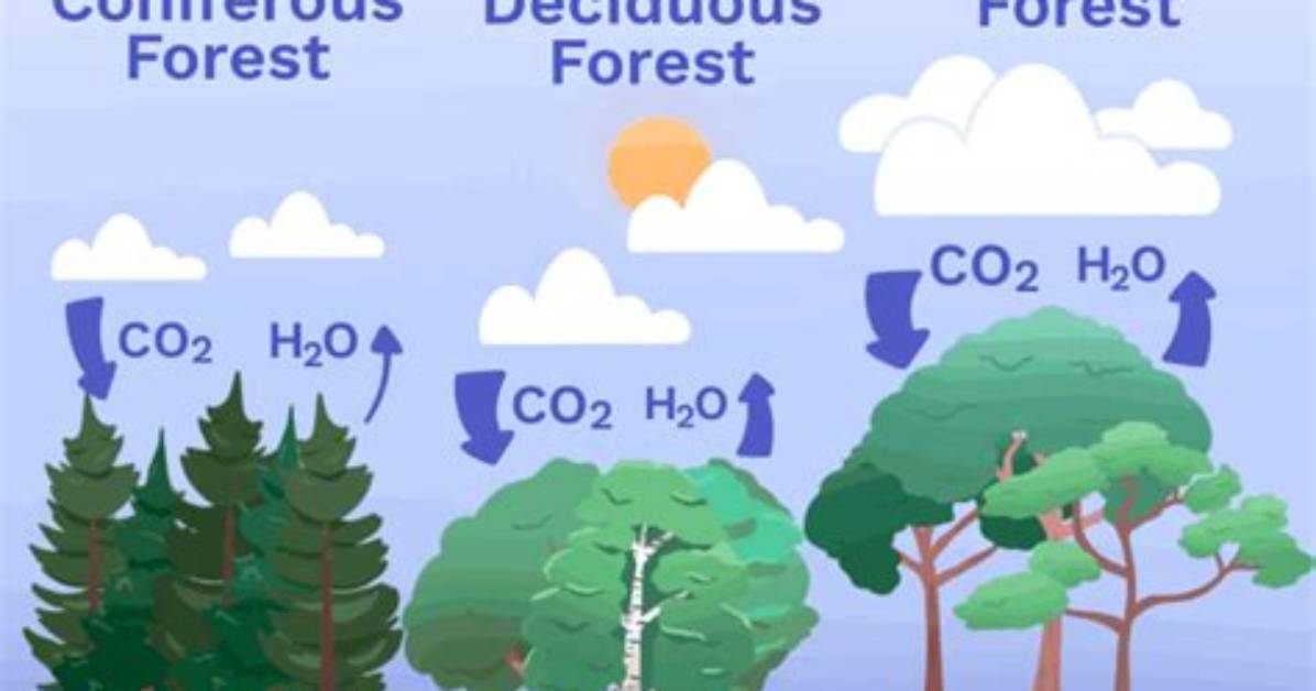 Does Planting Trees Help Climate Change?