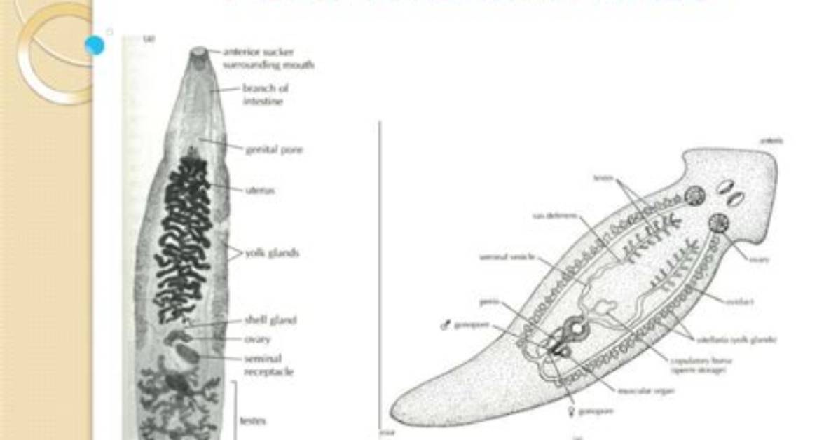 Does Platyhelminthes Have a Coelom?
