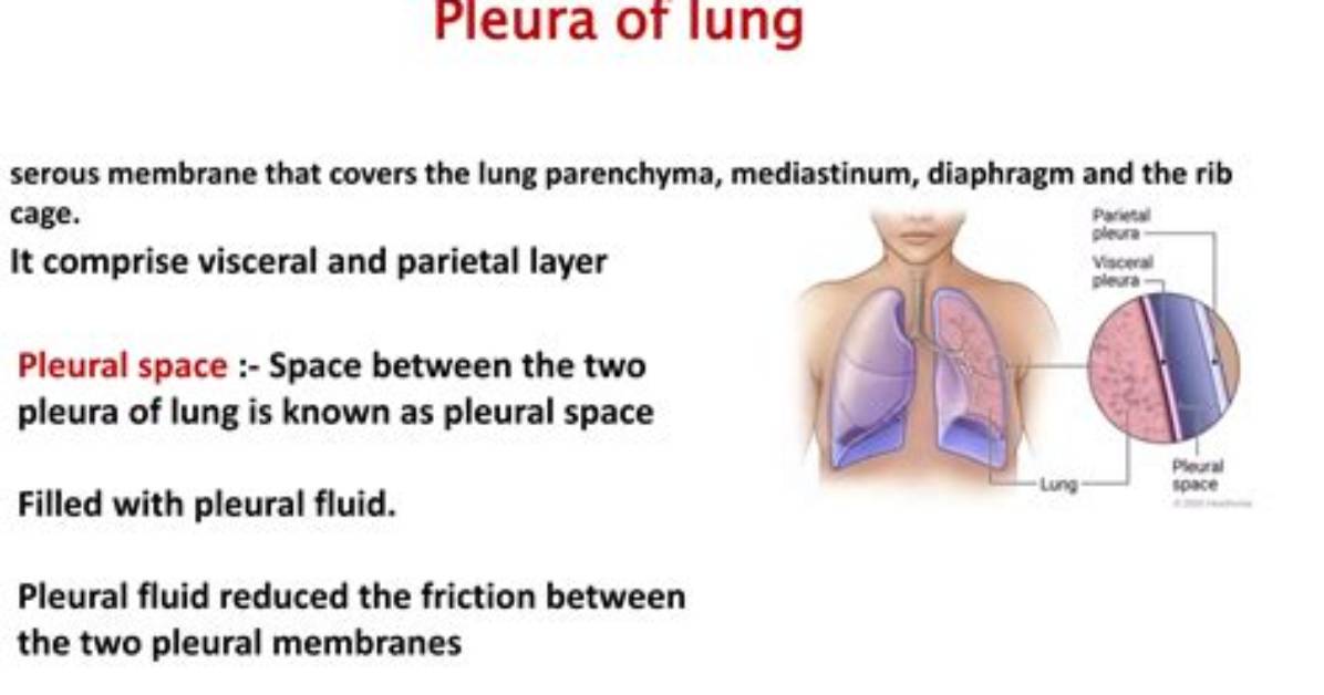 Does Pleura Protect Lungs from Pathogens?
