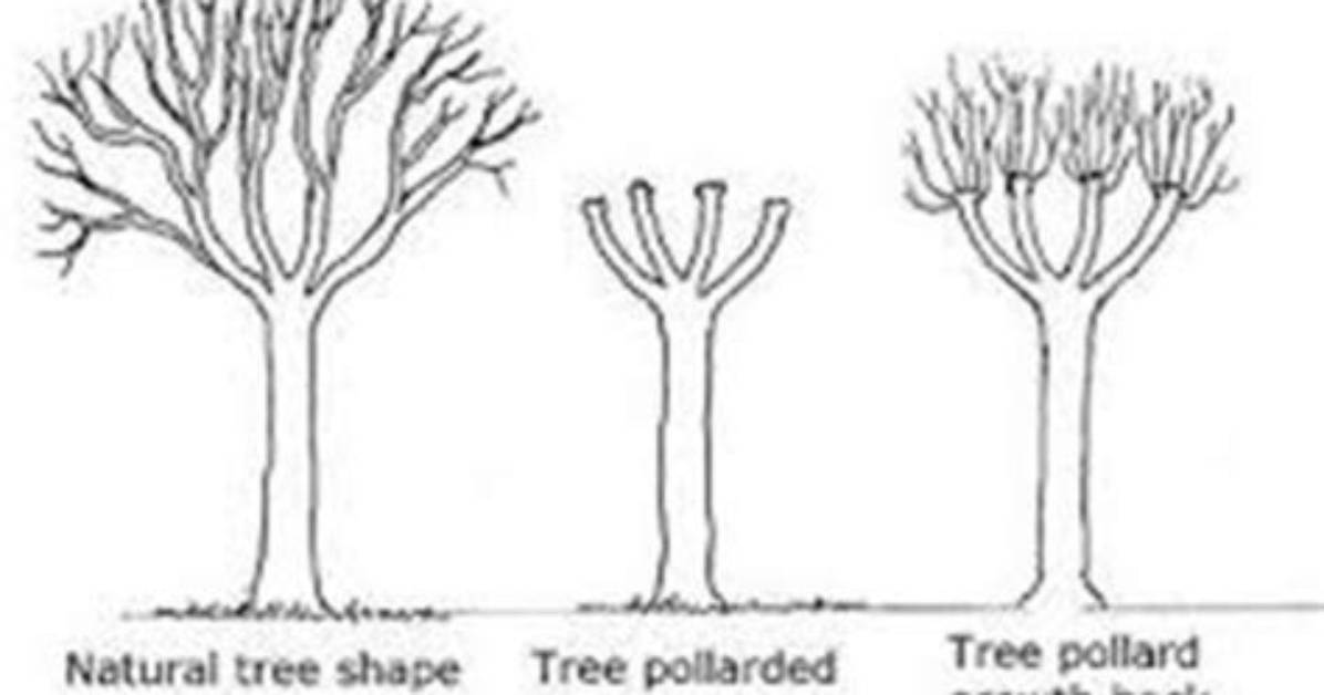 Does Pollarding a Tree Restrict Root Growth?