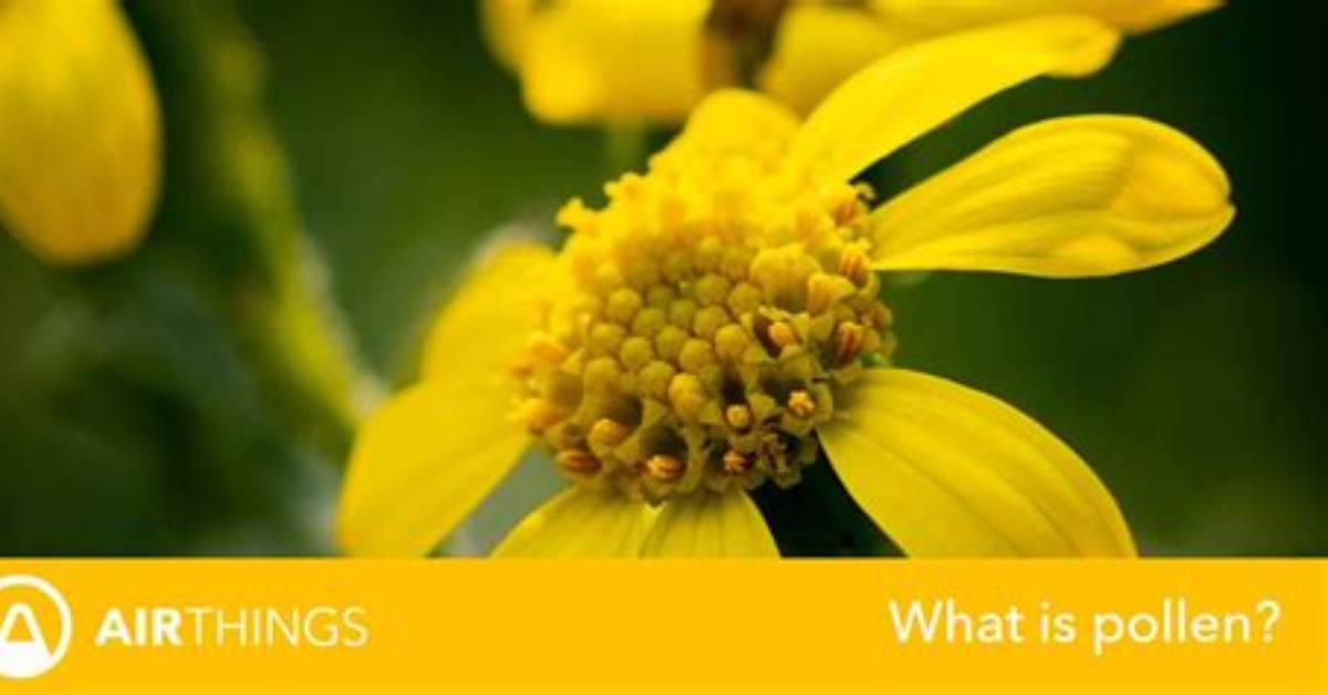Does Pollen Affect Asthma?