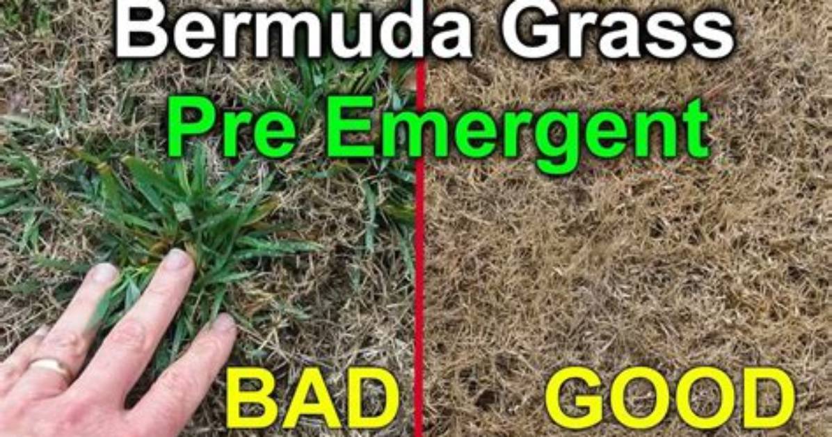 Does Pre Emergent Kill Bermuda Grass