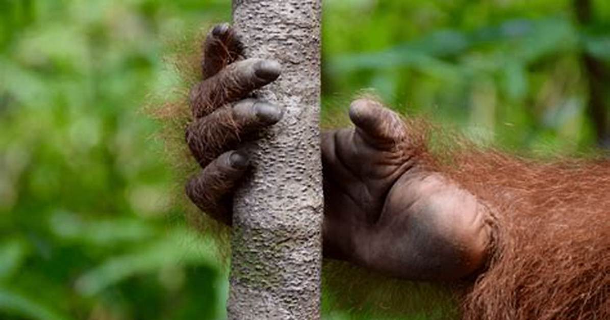 Does Primates Have Thumbs?