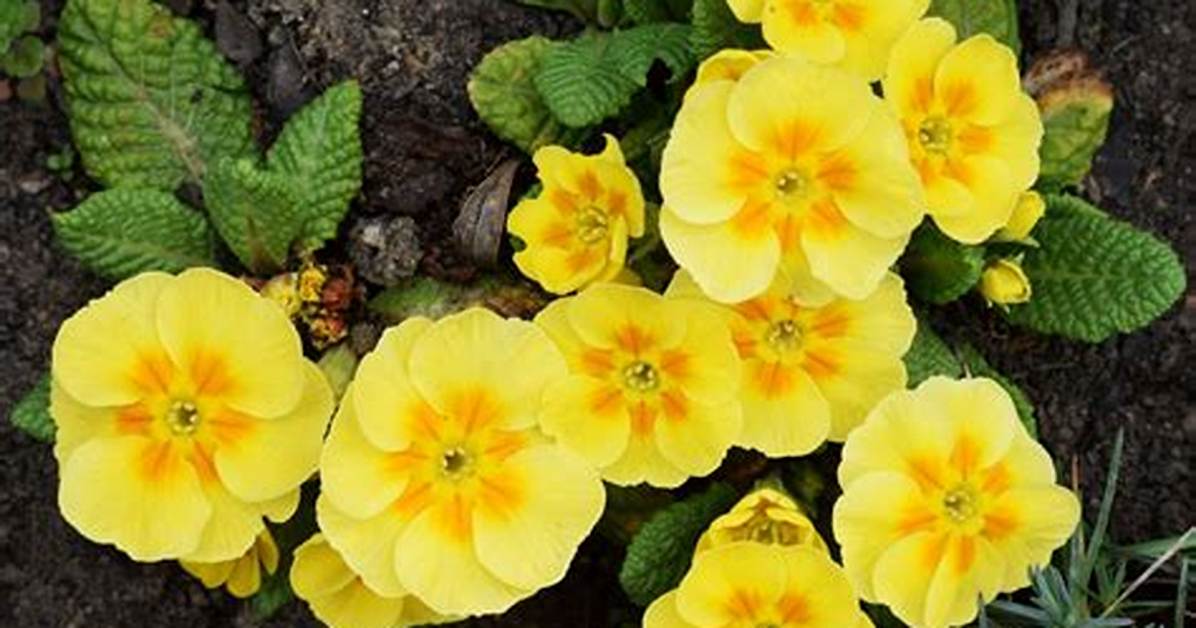 Does Primrose Have a Smell