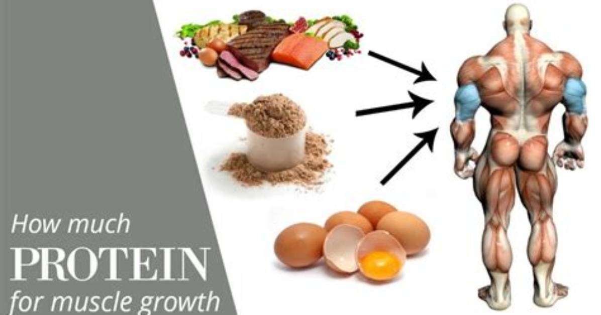 Does Protein Help Growth