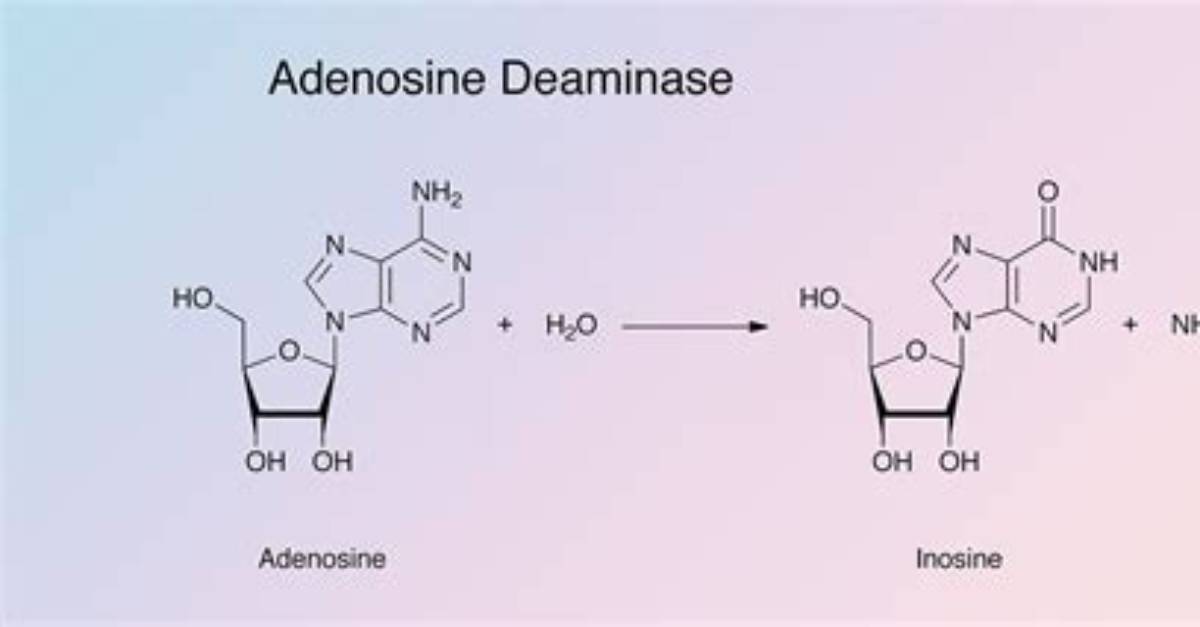 Does Proteus Contain Deaminase Enzymes?