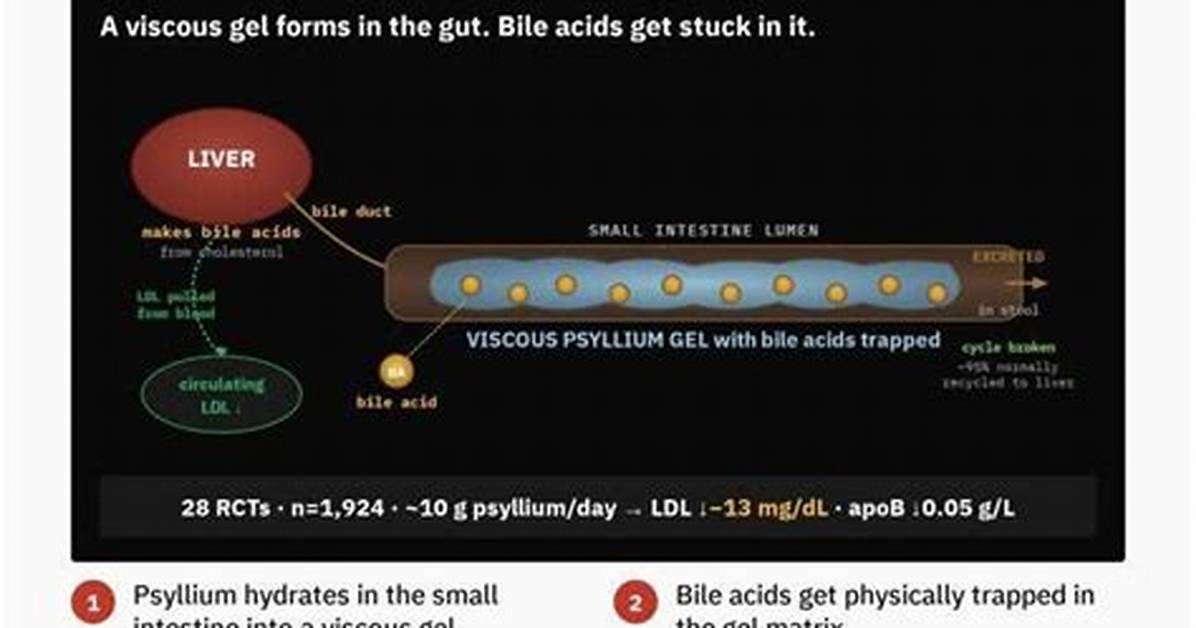 Does Psyllium Absorb Fat