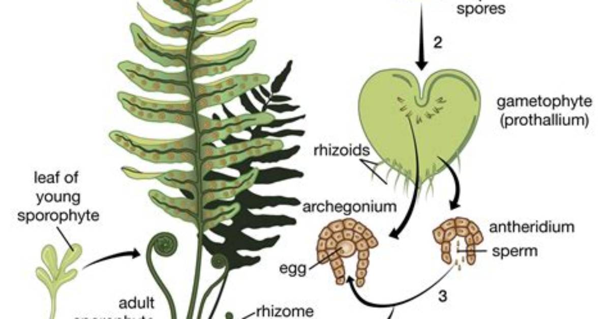 Does Pteris Have Strobili?