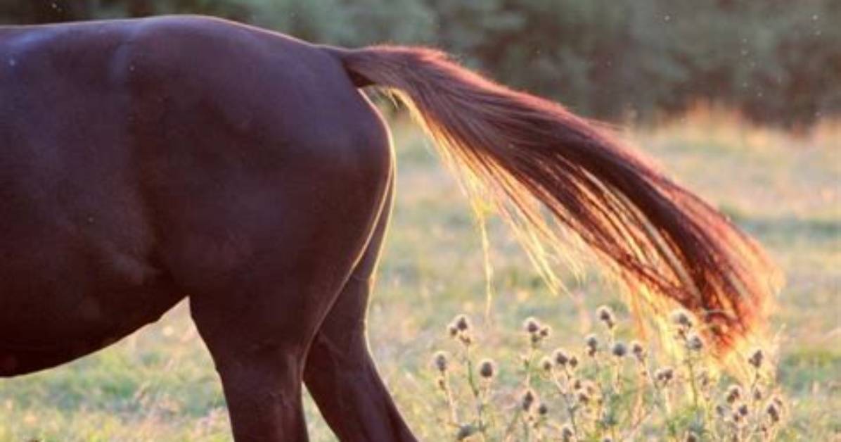 Does Pulling a Horse's Tail Hurt?