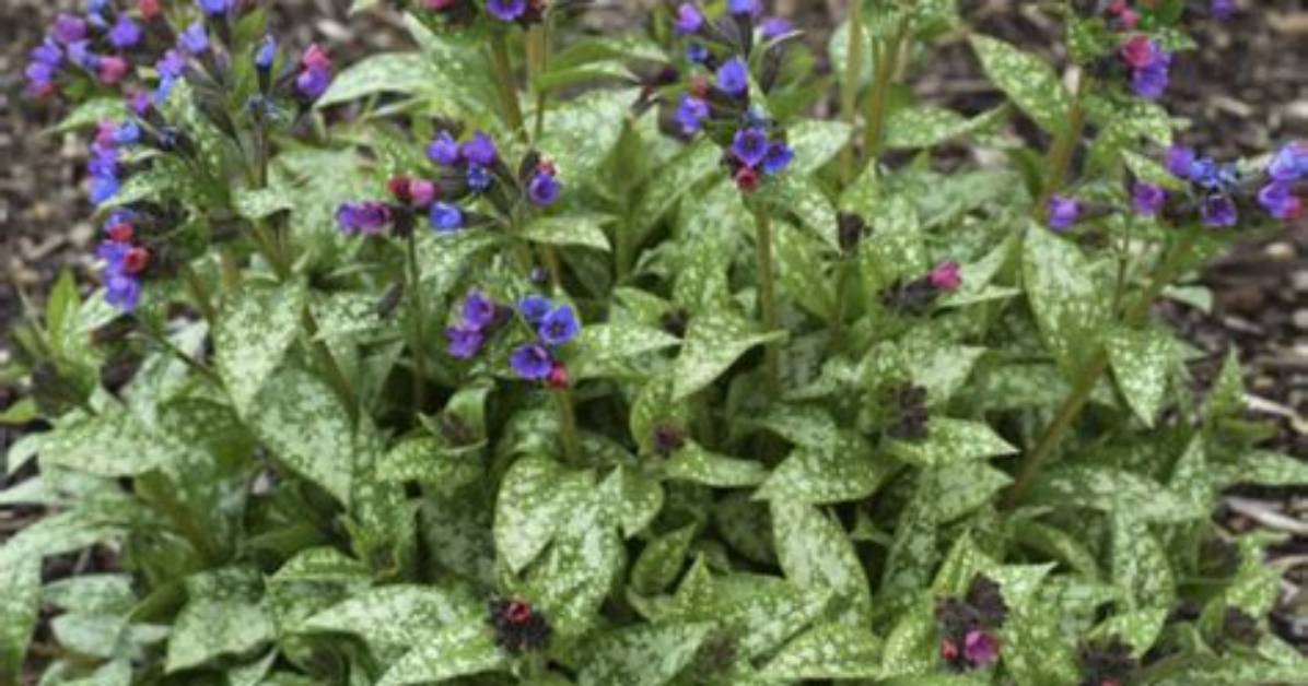 Does Pulmonaria Like Shade?