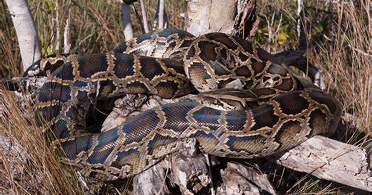 Does Python Have Poison?