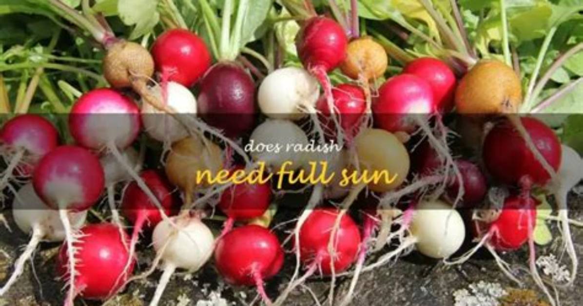 Does Radish Need Full Sun?