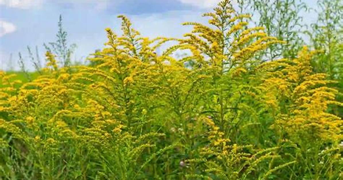 Does Ragweed Cause Headaches?