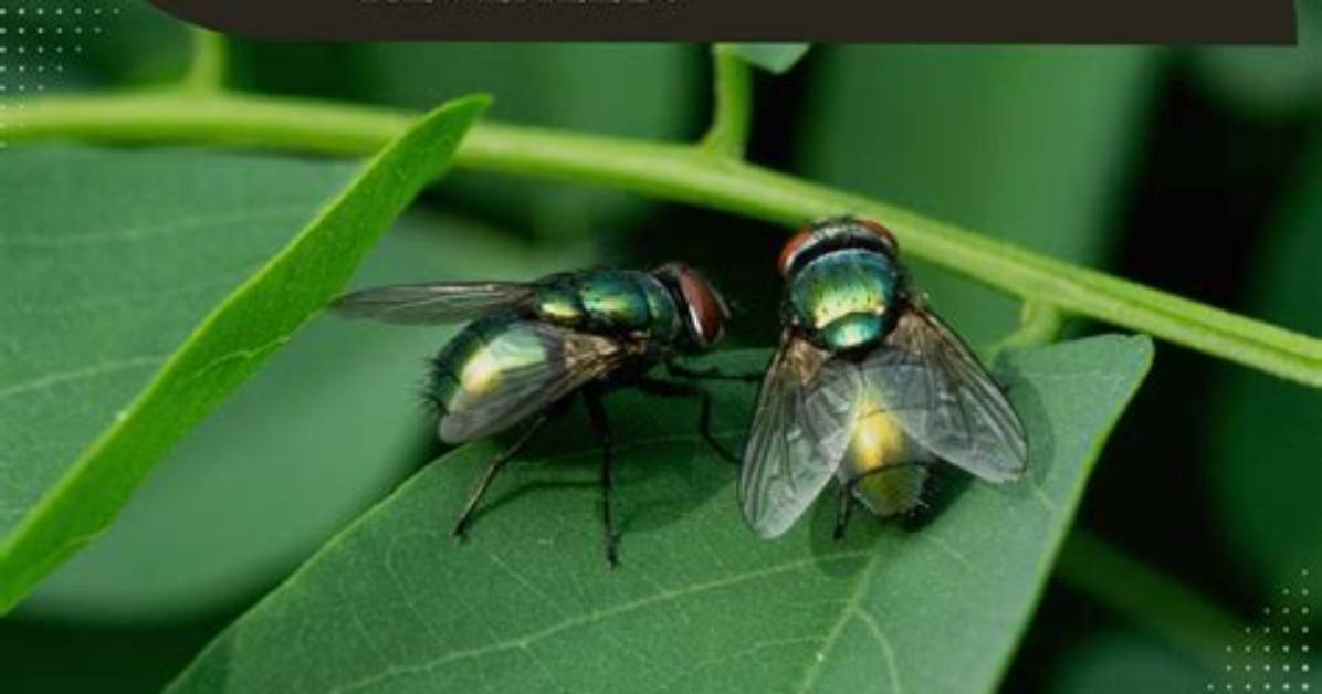 Does Raid Kill Fruit Flies?