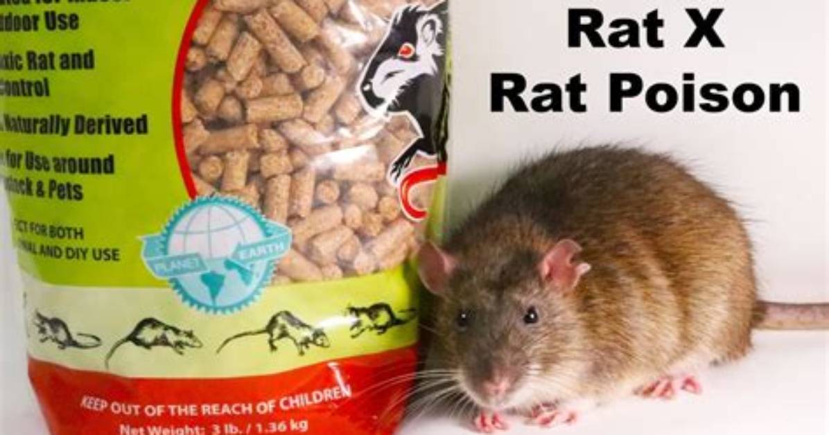 Does Rat Poison Kill Voles?