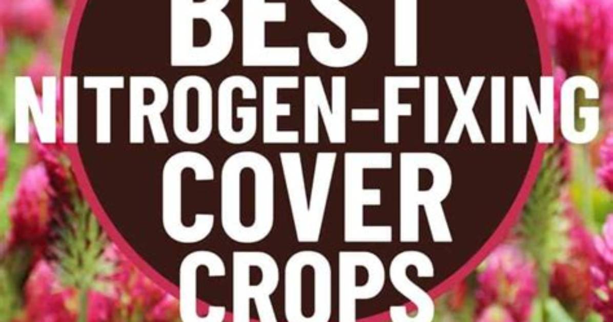 Does Red Clover Fix Nitrogen