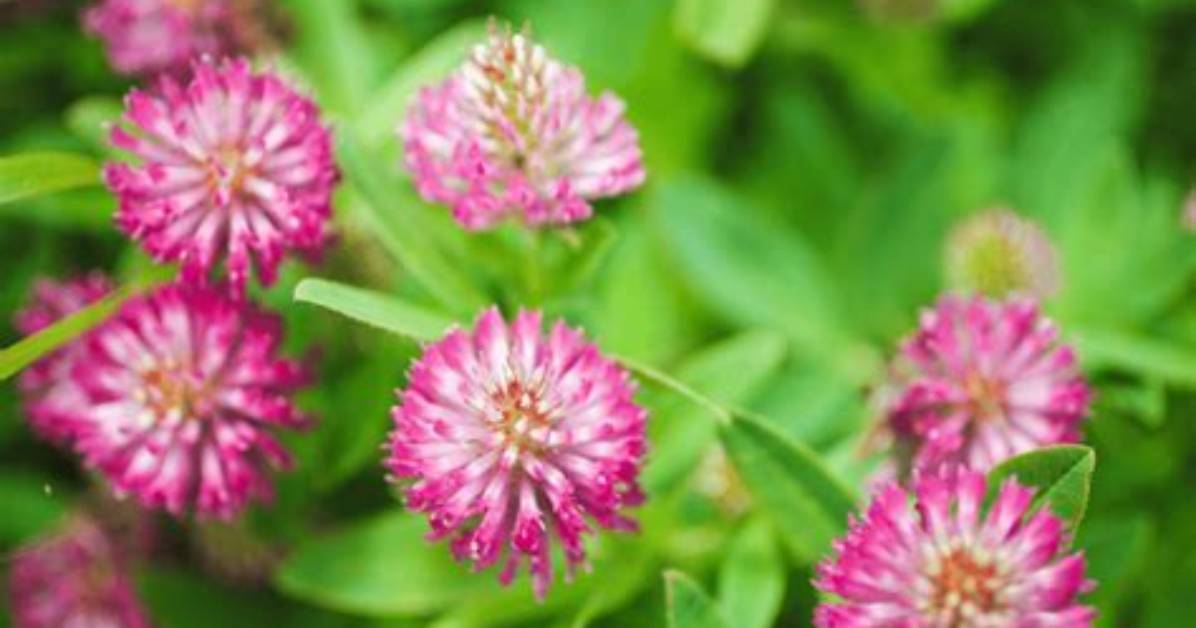 Does Red Clover Help Mood Swings?