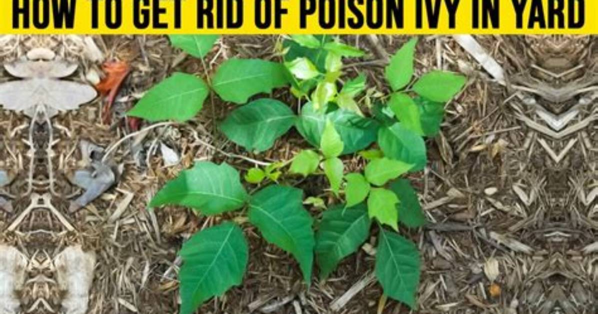 Does Regular Roundup Kill Poison Ivy?