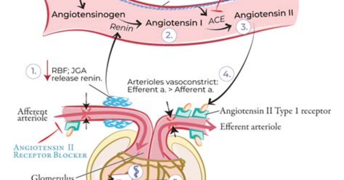Does Renin Increase or Decrease Gfr?