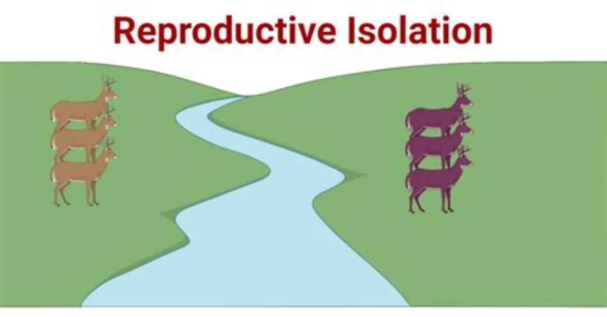 Does Reproductive Isolation Lead to Speciation