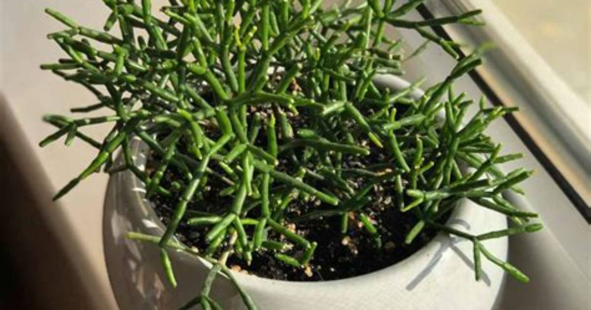 Does Rhipsalis Like Sun?
