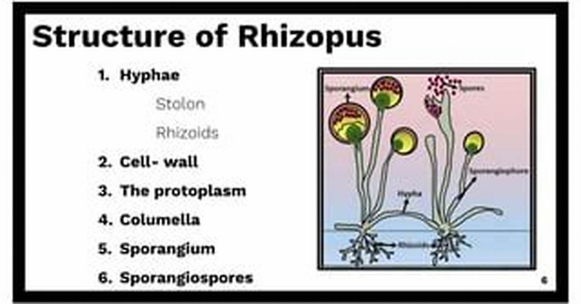 Does Rhizopus Have a Cell Wall?