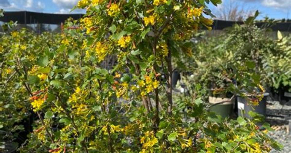 Does Ribes Aureum Have Thorns?