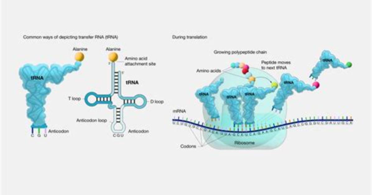 Does Ribosomal Rna Transfer Information?